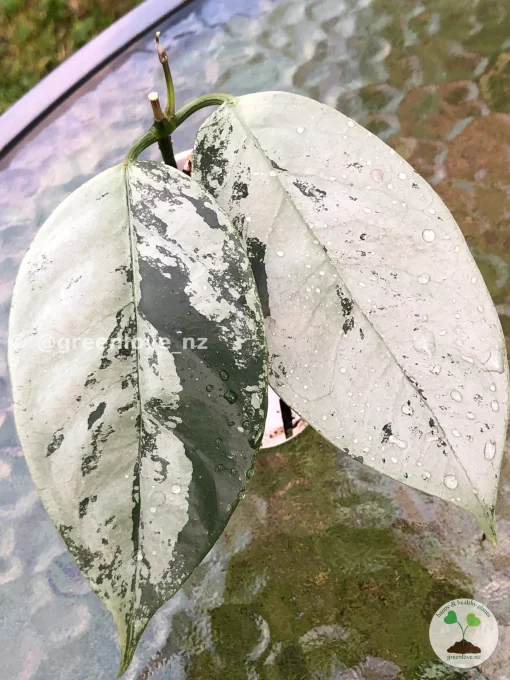 Rare Hoya Coriacea Silver