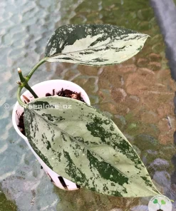 Rare Hoya Coriacea Silver