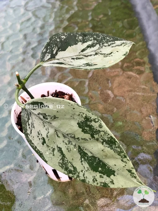 Rare Hoya Coriacea Silver