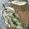 Rare Hoya Coriacea Silver