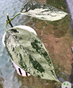 Rare Hoya Coriacea Silver