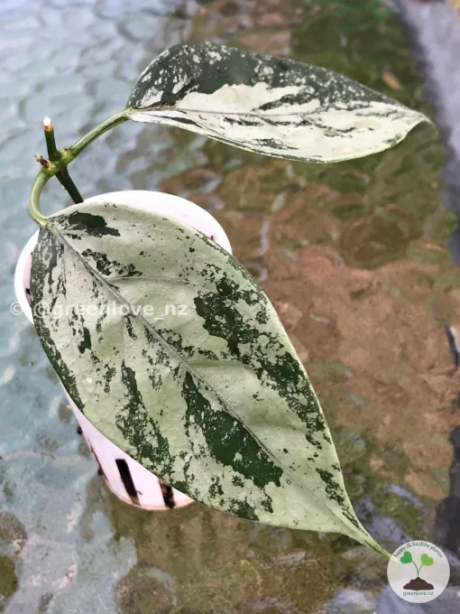 Rare Hoya Coriacea Silver