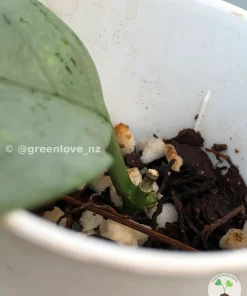 Rare Hoya Coriacea Silver