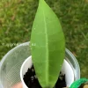 Image of Hoya lambii