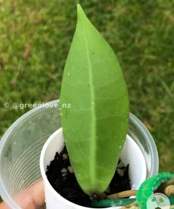 Image of Hoya lambii
