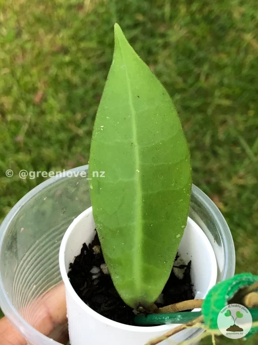 Image of Hoya lambii