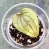 Non TC Anthurium Luxurians