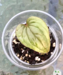 Non TC Anthurium Luxurians