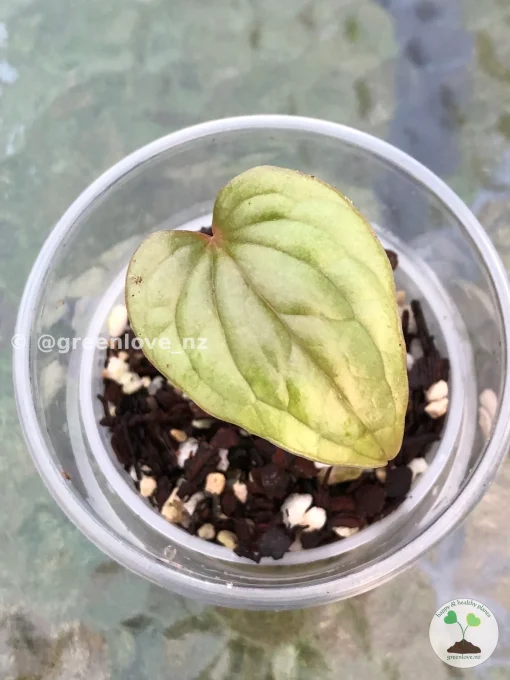 Non TC Anthurium Luxurians