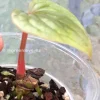 Non TC Anthurium Luxurians