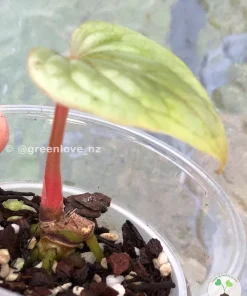 Non TC Anthurium Luxurians