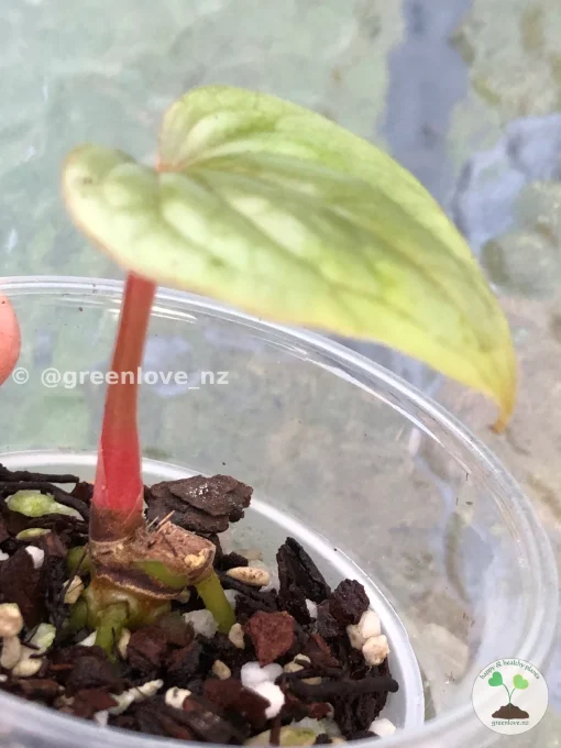 Non TC Anthurium Luxurians