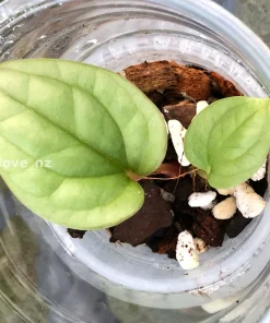 Non TC Anthurium Luxurians