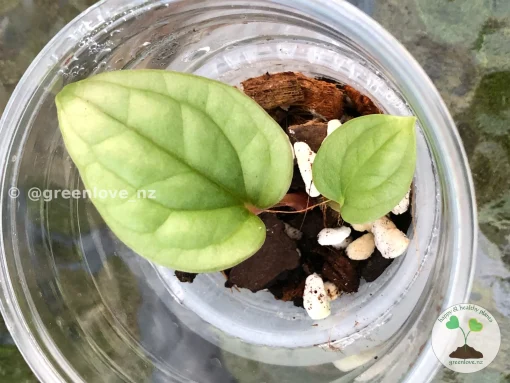 Non TC Anthurium Luxurians