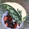 Rare Scindapsus Mariposa