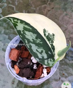 Rare Scindapsus Mariposa