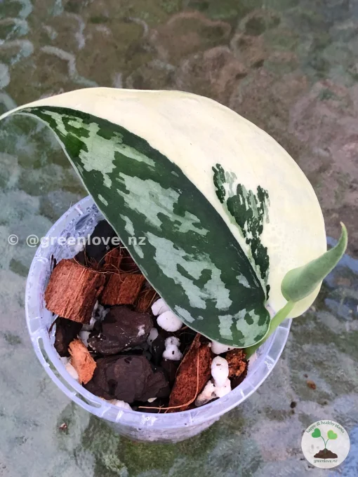 Rare Scindapsus Mariposa