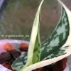 Rare Scindapsus Mariposa