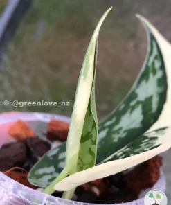 Rare Scindapsus Mariposa