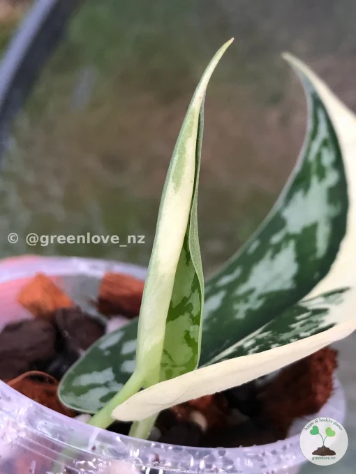 Rare Scindapsus Mariposa