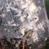 Picture showing the roots of the Rare Scindapsus Mariposa