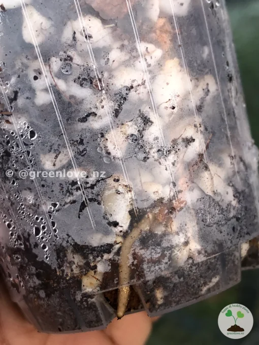 Picture showing the roots of the Rare Scindapsus Mariposa