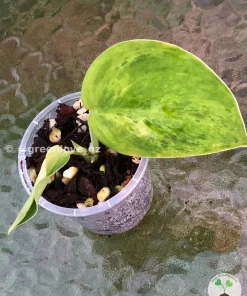 Rare Scindapsus Exotica 'Green Emerald'