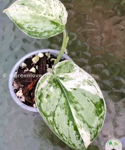 Scindapsus Exotica Albo Peasun