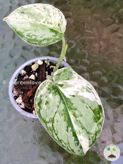 Scindapsus Exotica Albo Peasun
