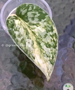 Very beautiful variegated Scindapsus Exotica Aurea at greenlove.nz