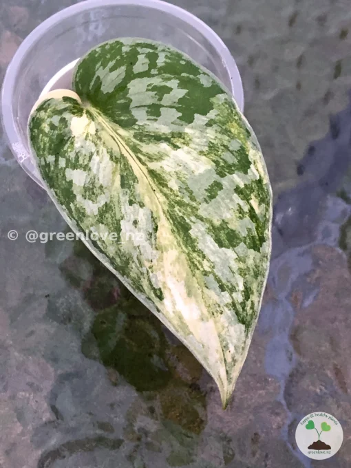 Very beautiful variegated Scindapsus Exotica Aurea at greenlove.nz