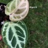Image of Anthurium Dorayaki X Red Crystal
