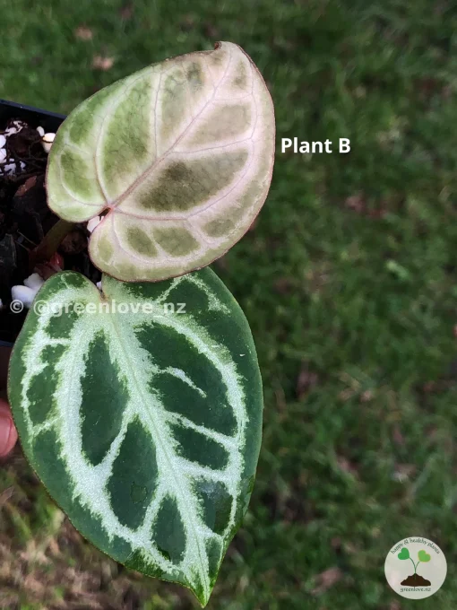 Image of Anthurium Dorayaki X Red Crystal