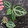 Image of Anthurium Dorayaki X Red Crystal