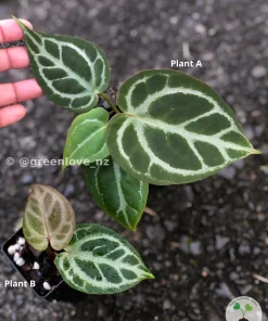 IMG_4852_1 Image of Anthurium Dorayaki X Red Crystal
