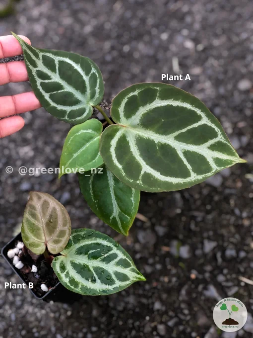 Image of Anthurium Dorayaki X Red Crystal