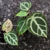 Image of Anthurium Dorayaki X RC