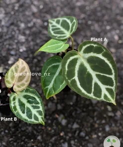 Image of Anthurium Dorayaki X RC