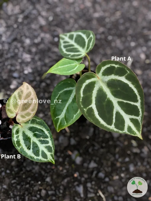 Image of Anthurium Dorayaki X RC