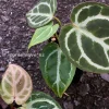 Image of Anthurium Dorayaki X Red Crystal