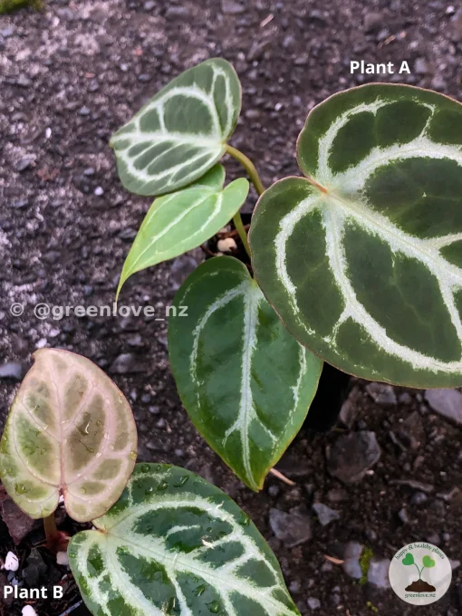 Image of Anthurium Dorayaki X Red Crystal
