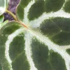 Image of Anthurium Dorayaki X Red Crystal
