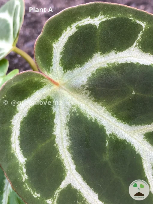 Image of Anthurium Dorayaki X Red Crystal