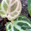 Image of Anthurium Dorayaki X Red Crystal