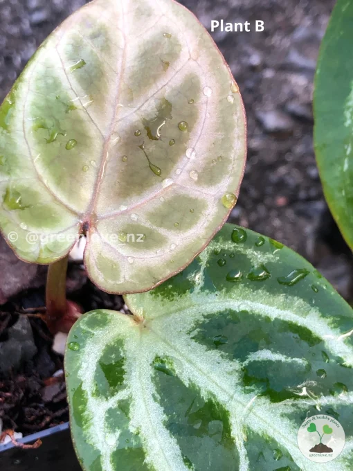 Image of Anthurium Dorayaki X Red Crystal