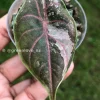 Image of Alocasia Azlanii Pink Variegated