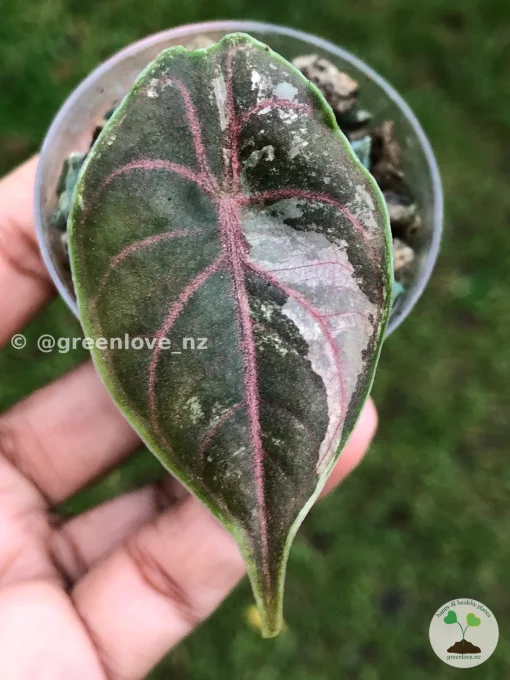 Image of Alocasia Azlanii Pink Variegated