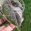 Image of Alocasia Azlanii Pink Variegated