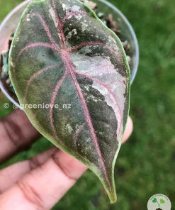 Image of Alocasia Azlanii Pink Variegated