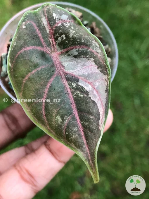 Image of Alocasia Azlanii Pink Variegated
